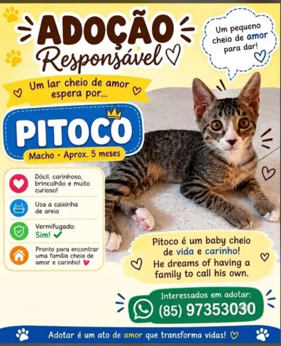 Gatinho pra adoção responsável 