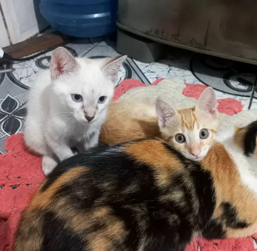 Doação de 1 casal de gatinhos com 2 meses