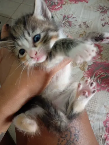 Doação de Gatinhos