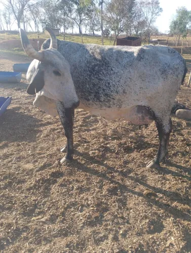 Vaca leiteira