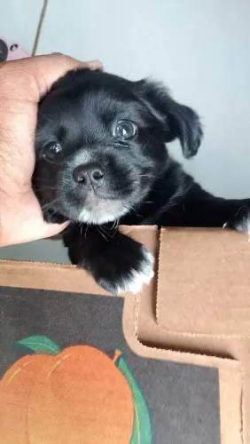 ? Filhote de Lhasa Apso disponível! ?