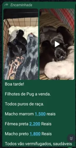Venda de pugs