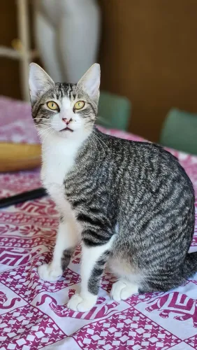 Gatinhos para adoção. Sou protetora
