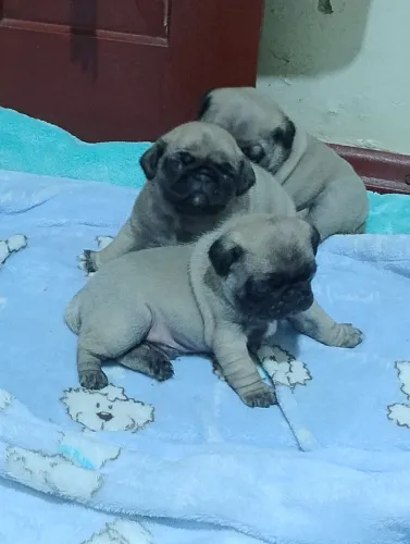 Animais de estimação