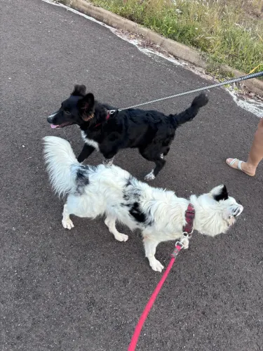 Border Collie macho Preto e branco