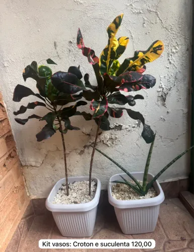 Varias plantas 