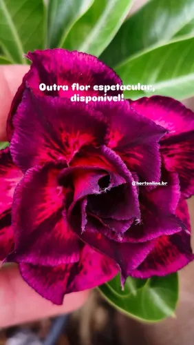 Rosa do deserto flor exuberante da Lm50