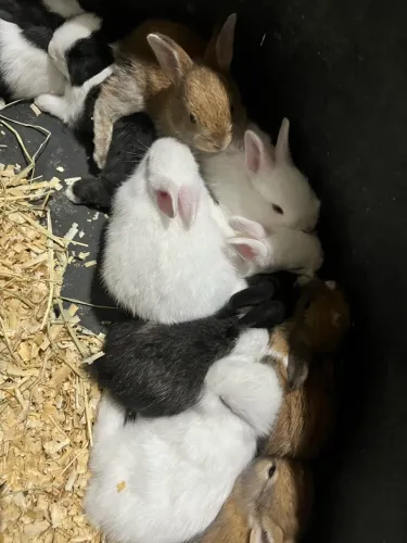 Vendo coelhos