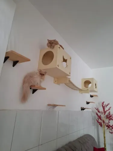 Casas de gato