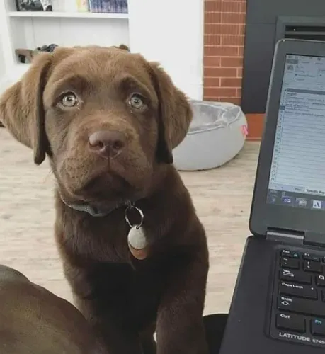 Labrador Sorriso que balança o rabinho