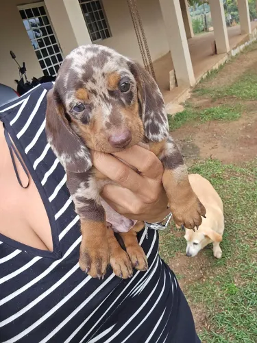 Belissimo dachshund, bassê, salsicha. Arlequim.