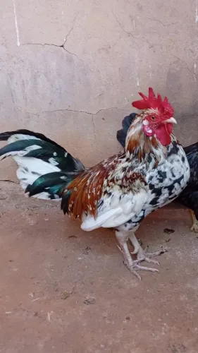 Galo