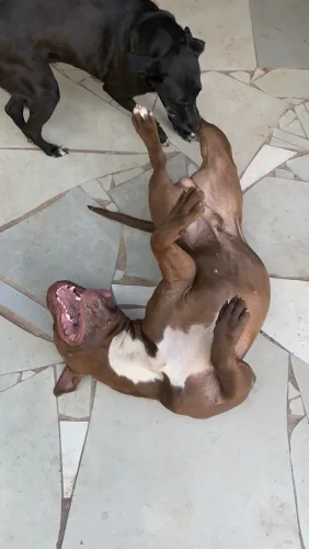 Filhotes de Pitbull Puro Sangue - Pais com Pedigree