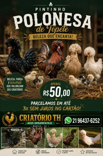 pintinho