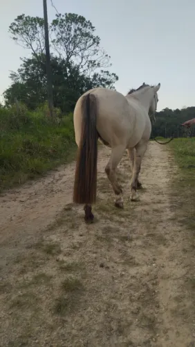 Cavalo