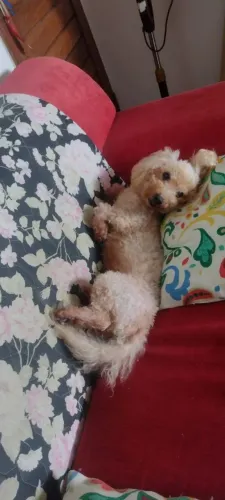Poodle macho procura namorada !