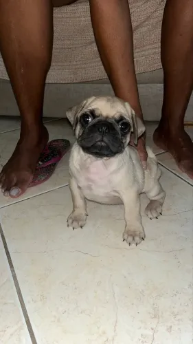 Filhote de pug macho