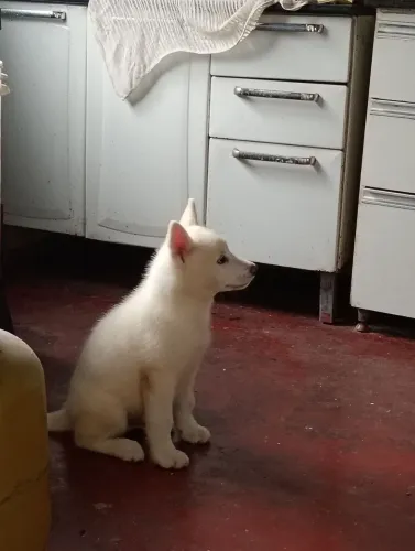 Husky Siberiano Branco