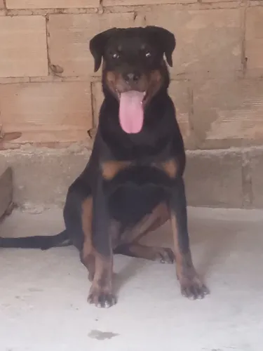 Rottweiler fêmea