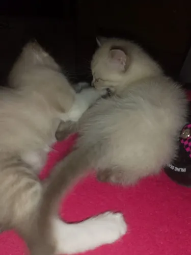 Doa-se gatinhos fêmea