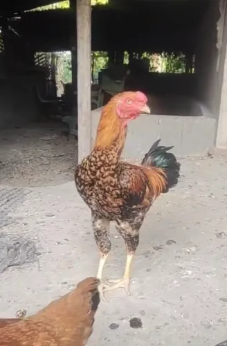 Galo índio gigante 