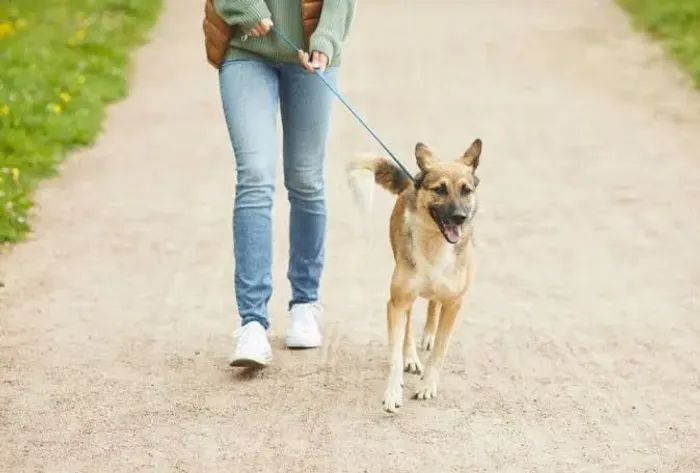 Passear com cachorros 