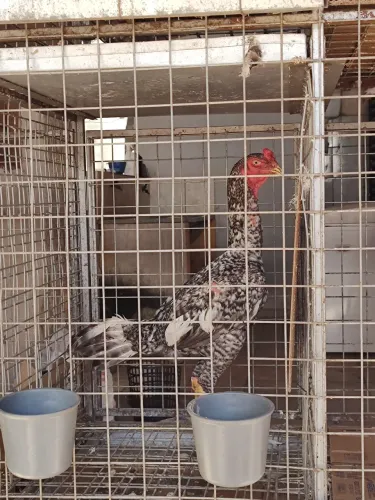 Galo Índio 
