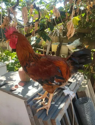 GSB, GALINHA SERTANEJA BALAO. leia o anúncio.