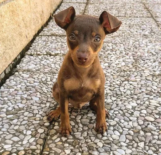 Pinscher fêmea chocolate- encantadoras com pedigree e segurança total!
