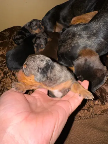 Cofap, salsicha, daschund