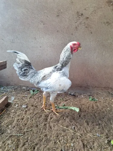 Galo
