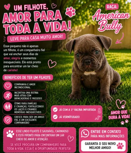 Vende-se filhotes de American Bully com pedigree