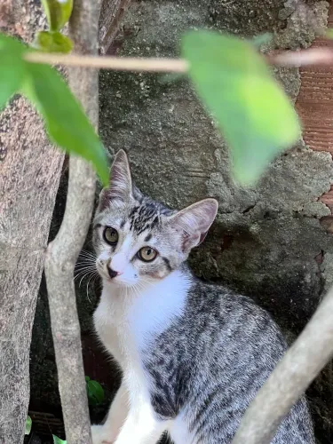 Gatos para adoção