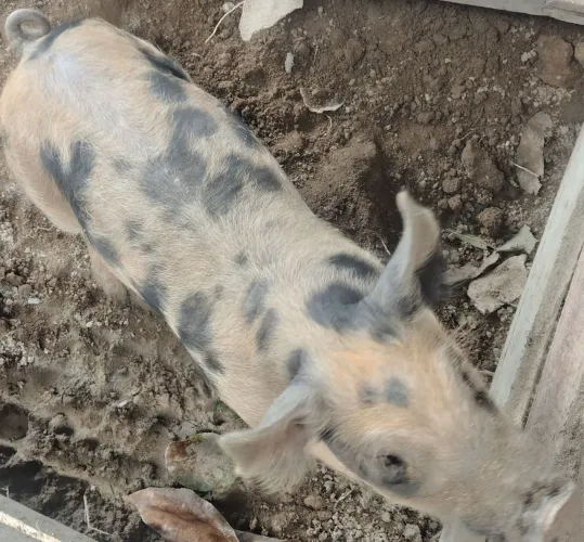 Porco raça pietran com Duroc