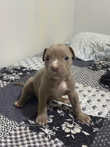 Filhotes de pitbull