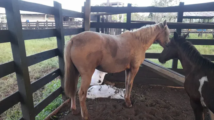 Égua Baía com Potro macho filho de campeão de bateria do Careiro da Várzea 
