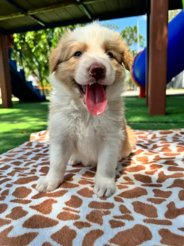 Border collie