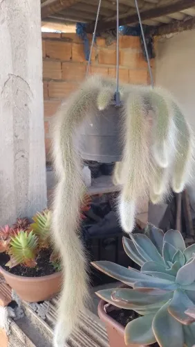 Cacto rabo de macaco