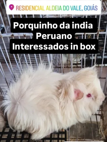 Vendo porquinhos da india atacado e varejo