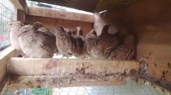 Codornas japonesas 