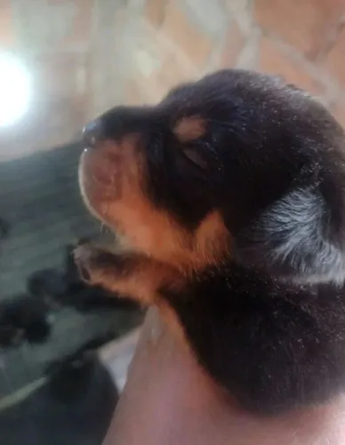 Última fêmea disponível de rottweiler 