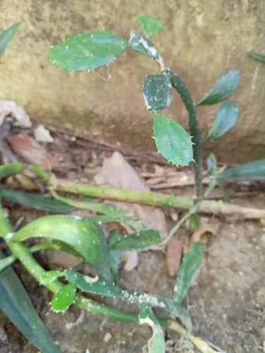 Mudas de cacto para plantio ornamento e beleza do lar