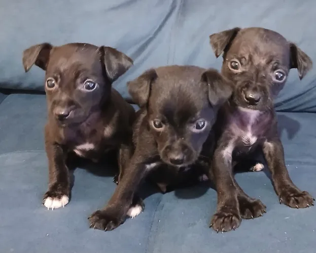 Lindos Machinhos de Pinscher 1