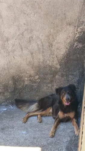 Cachorro