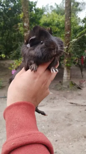 Porquinhos da índia