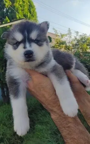 Filhote de Husky Siberiano O Amigo Que Vai Chamar Atenção Por Onde Passar
