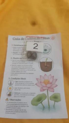 2 sementes de Lotus