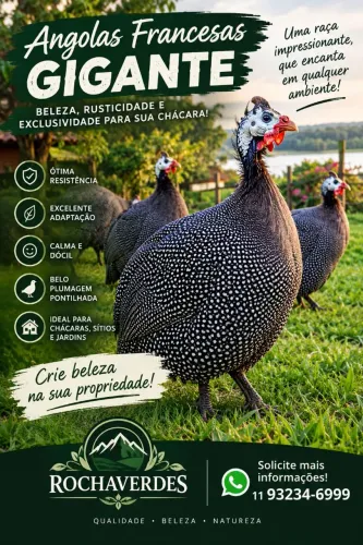 Galinha angola gigante francei