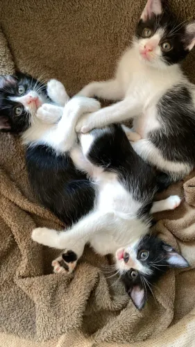 DOAÇÃO DE GATINHOS 