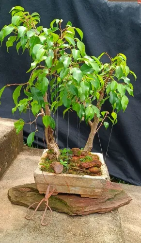 Bonsai de Ficus Benjamina